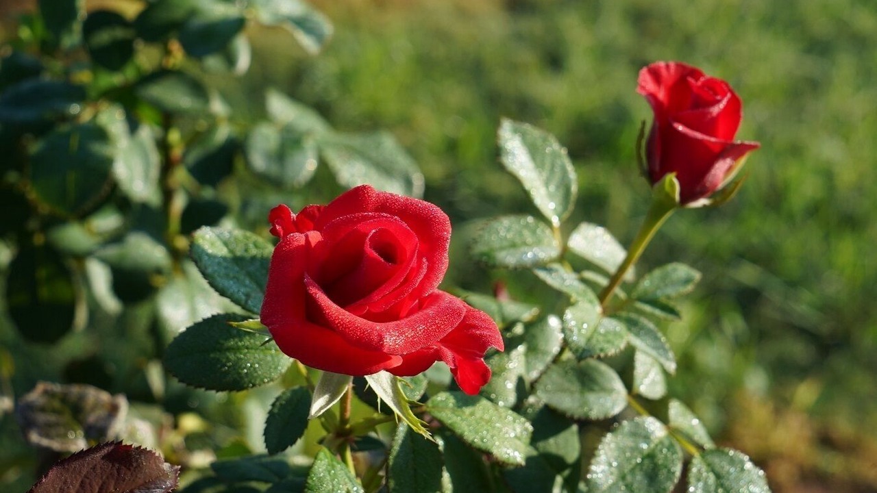 Photo of Outdoor in Broke