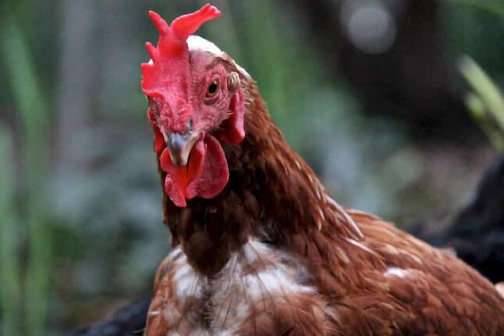 Photo of Outdoor in Boyland