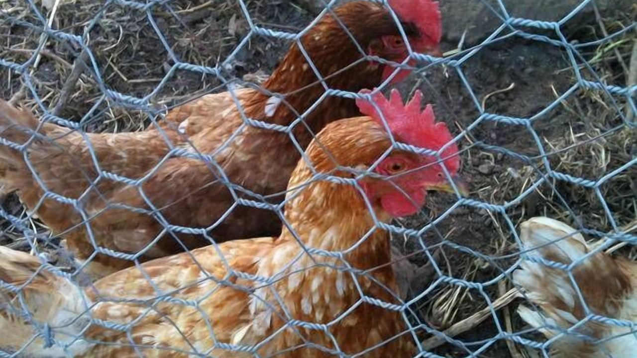 Photo of Others in Castlemaine