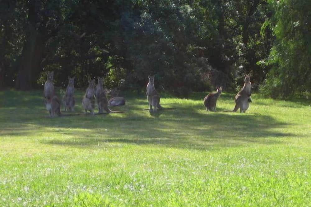 Photo of Outdoor in Maloneys Beach