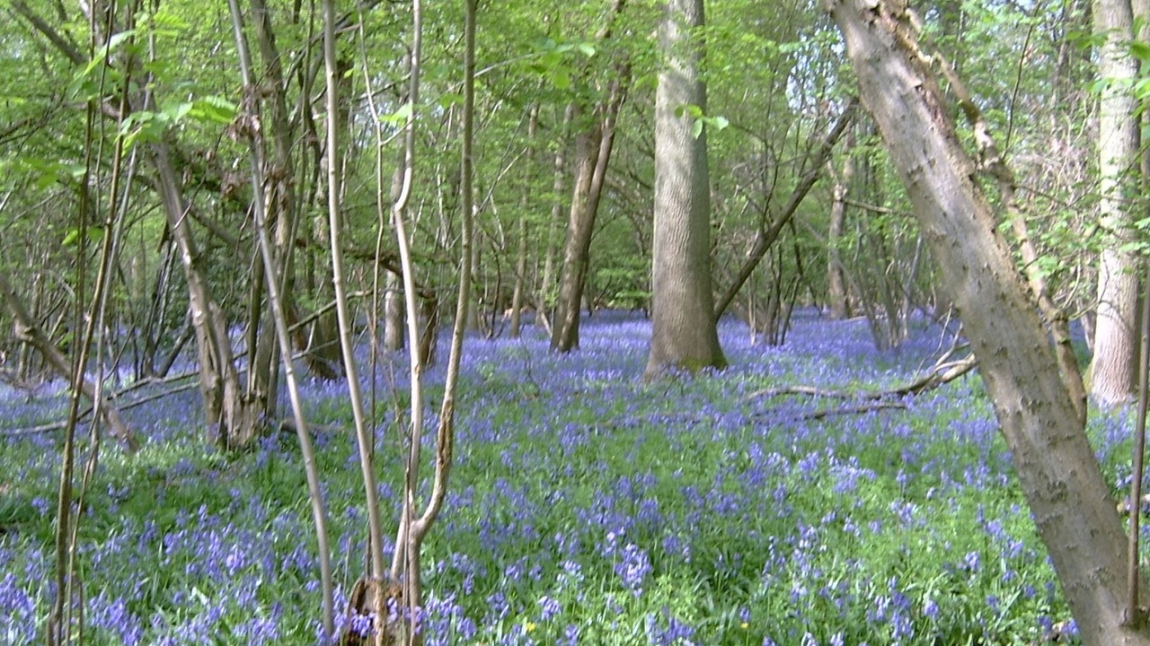Photo of Others in Chiddingstone Hoath