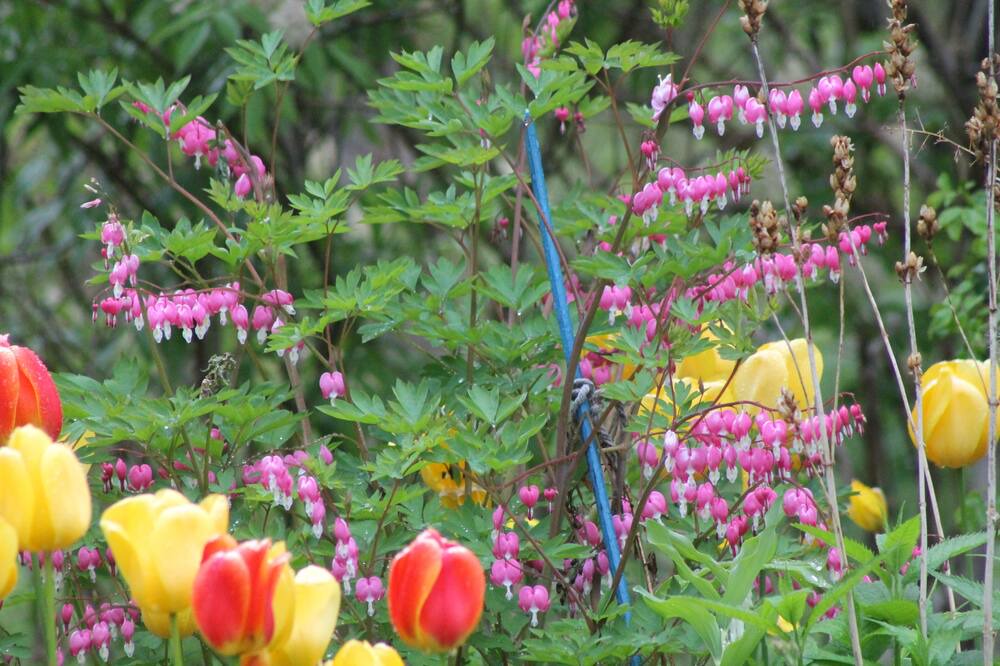 Photo of Outdoor in Indian Brook
