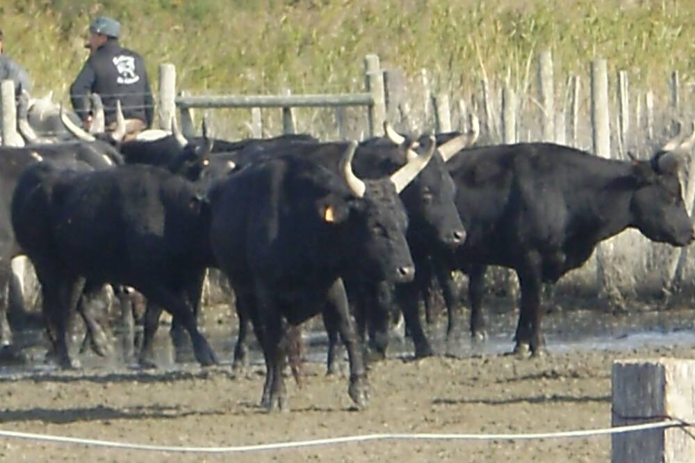 Photo of Others in Montcalm