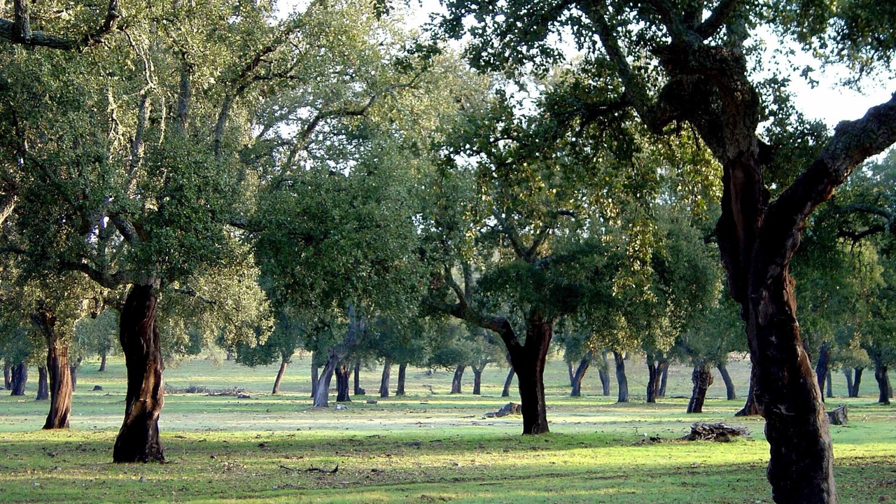 Photo of Others in El Torno
