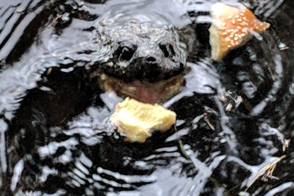 Photo of Others in Wolfeboro