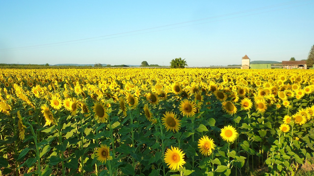 Photo of Outdoor in Saint-Vite