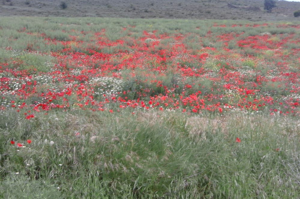 Photo of Outdoor in Pitillas