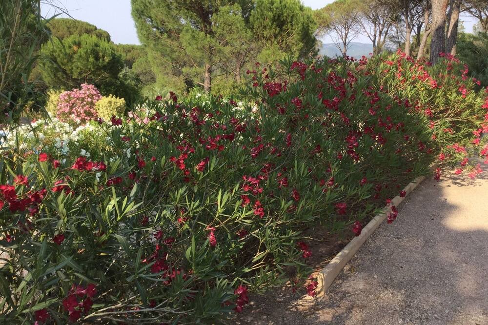 Photo of Outdoor in Vidauban