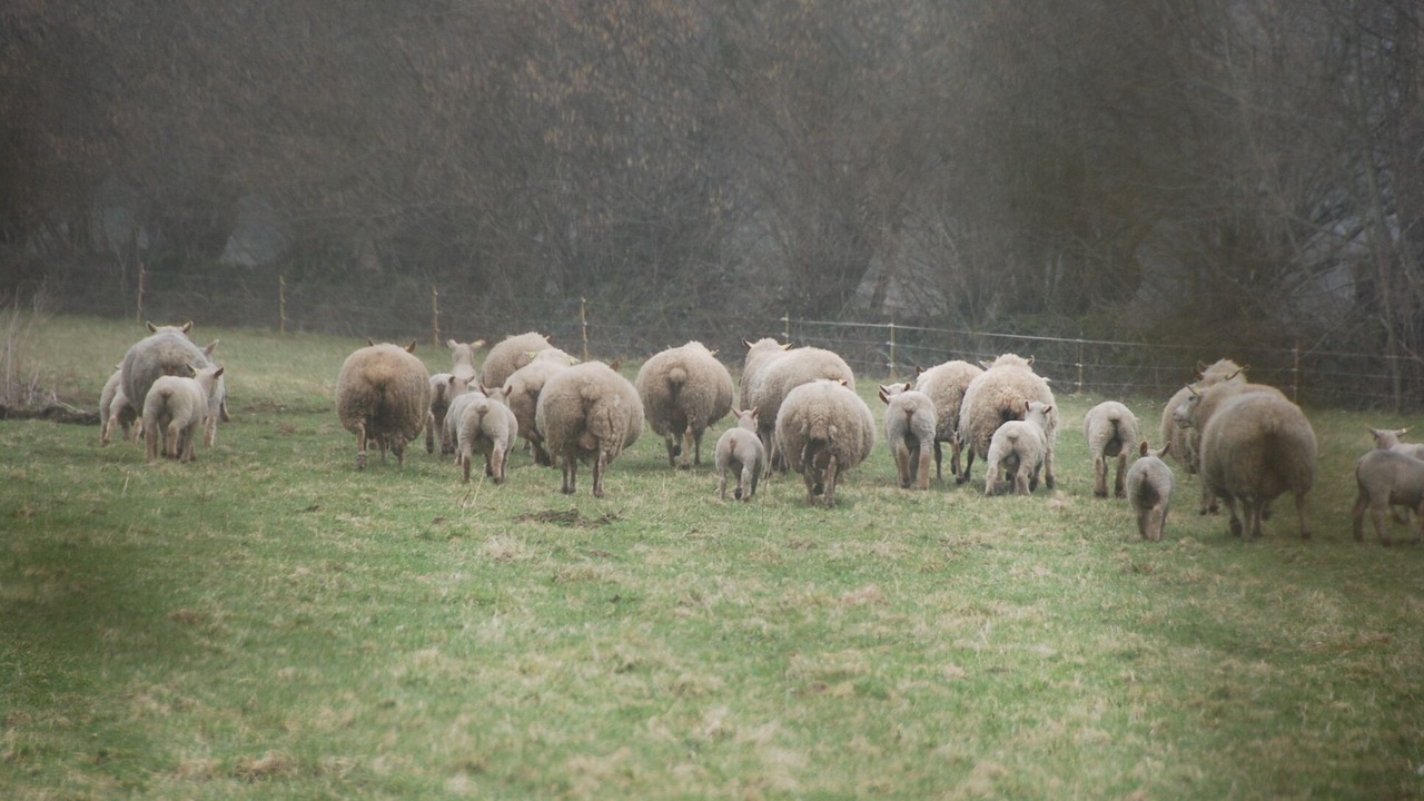 Photo of Others in Moyaux