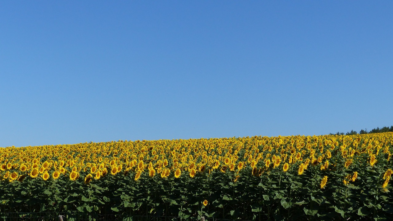 Photo of Outdoor in Verteuil-dAgenais