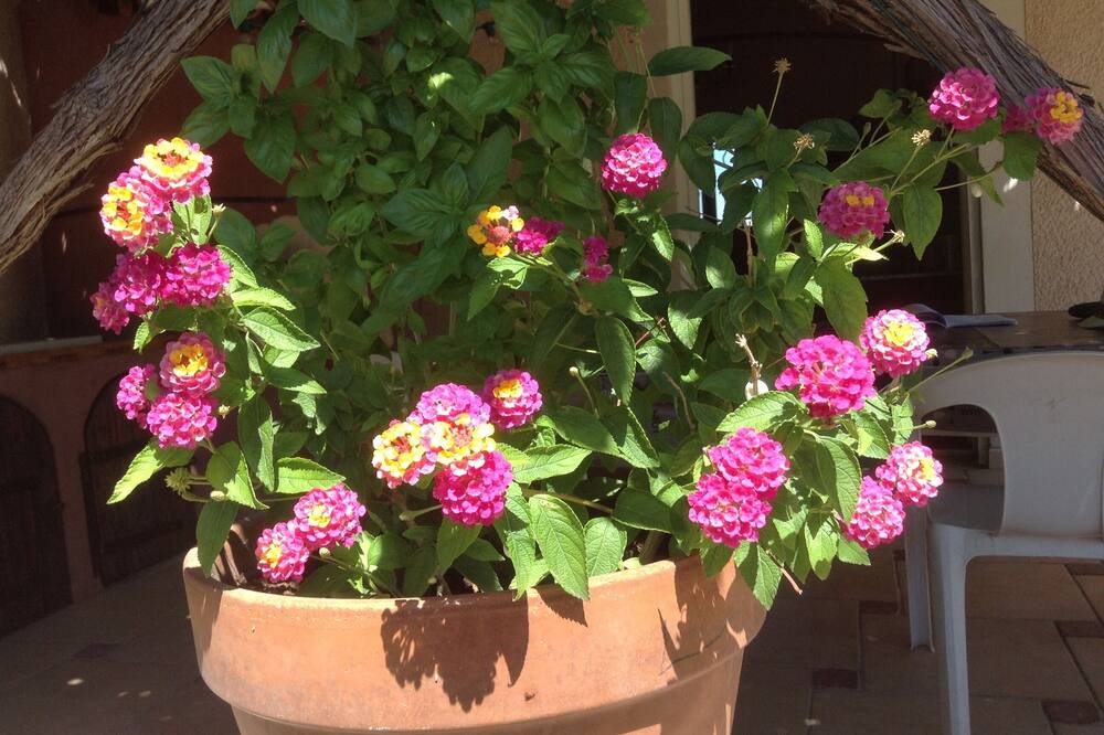 Photo of Outdoor in Violes