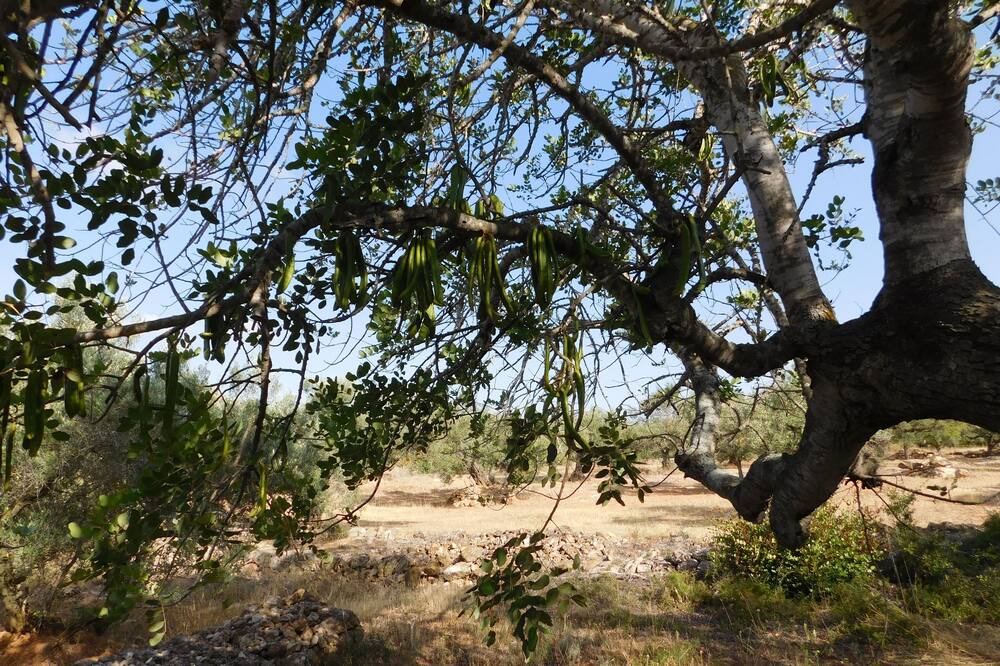 Photo of Outdoor in L'Aldea