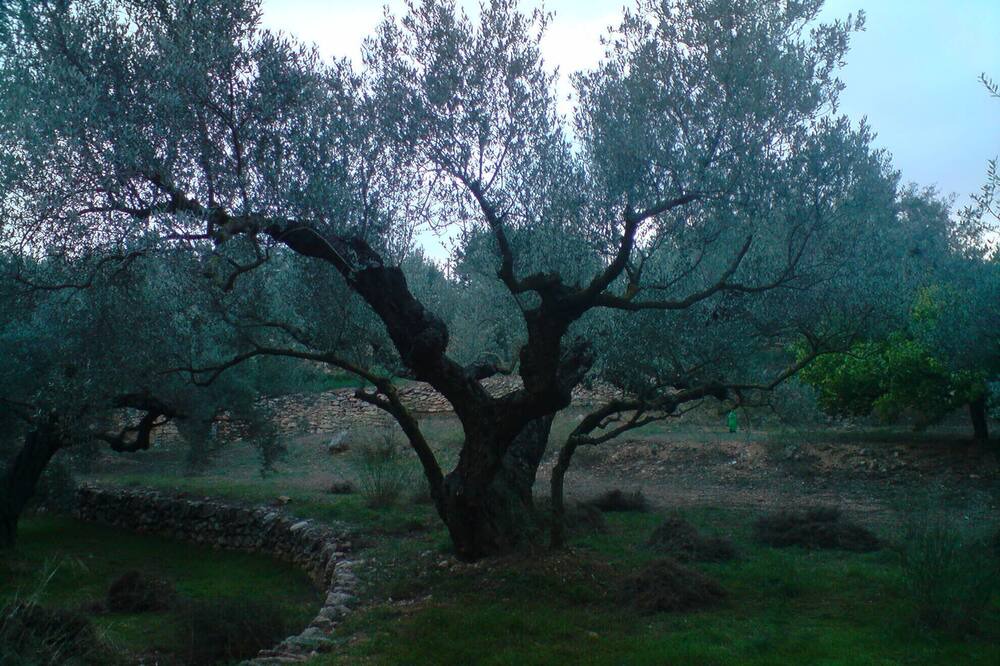Photo of Outdoor in L'Aldea