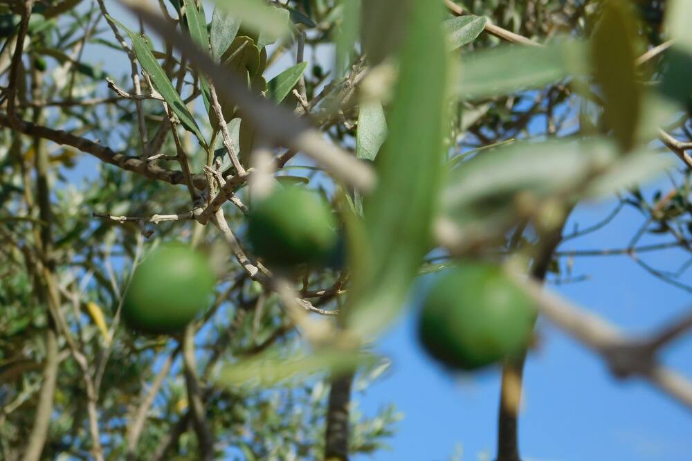Photo of Outdoor in L'Aldea