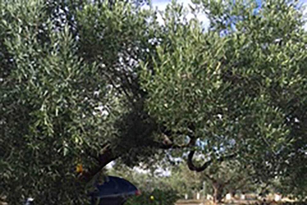 Photo of Outdoor in L'Aldea