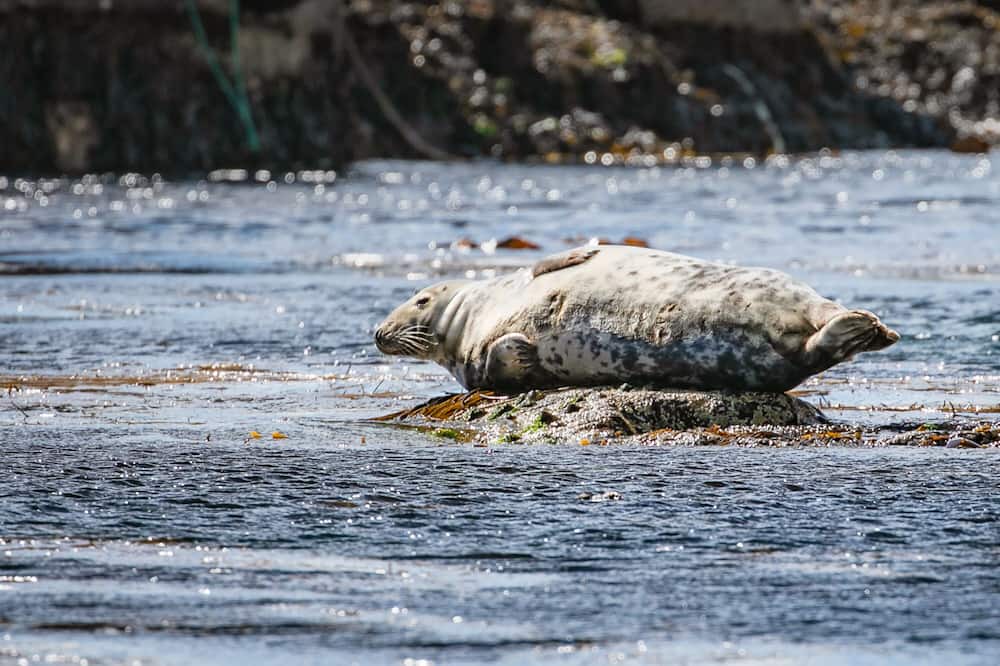 Photo of Others in Portnahaven