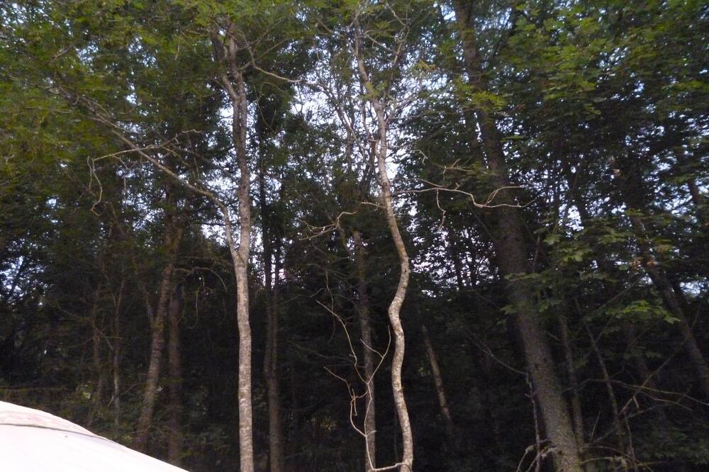 Photo of Others in Saint-Bonnet-le-Froid