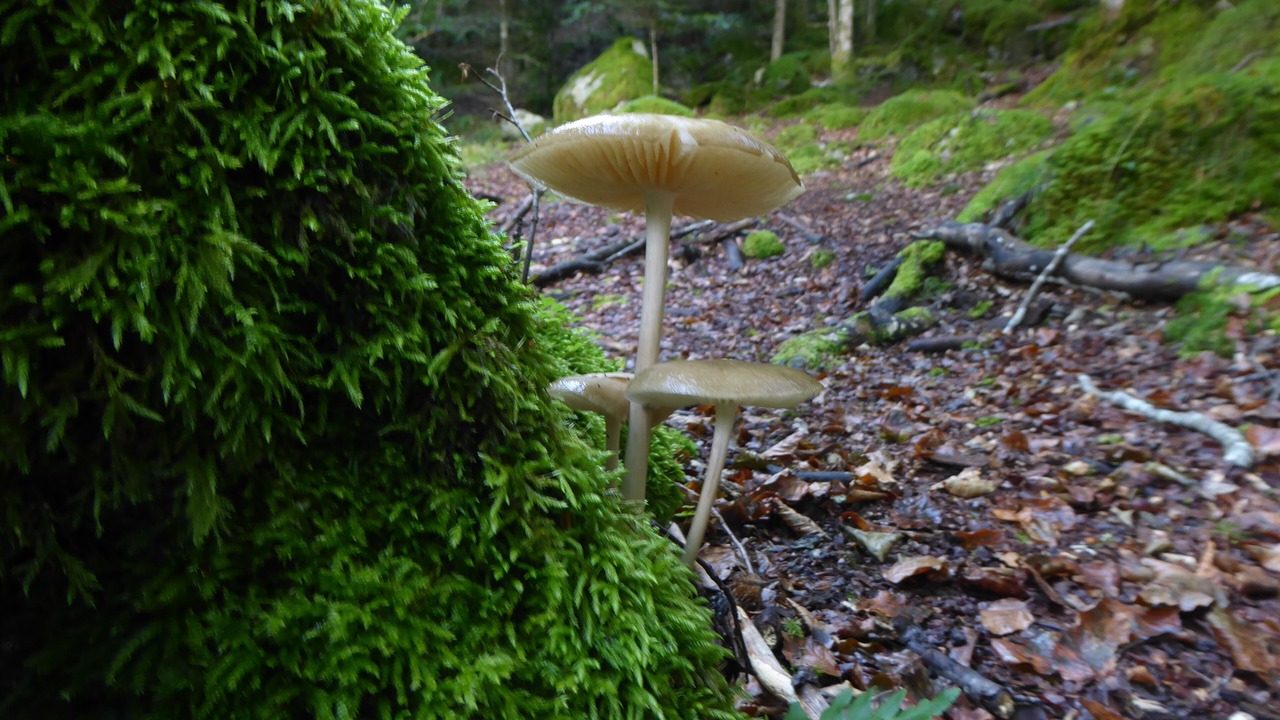 Photo of Outdoor in Campan
