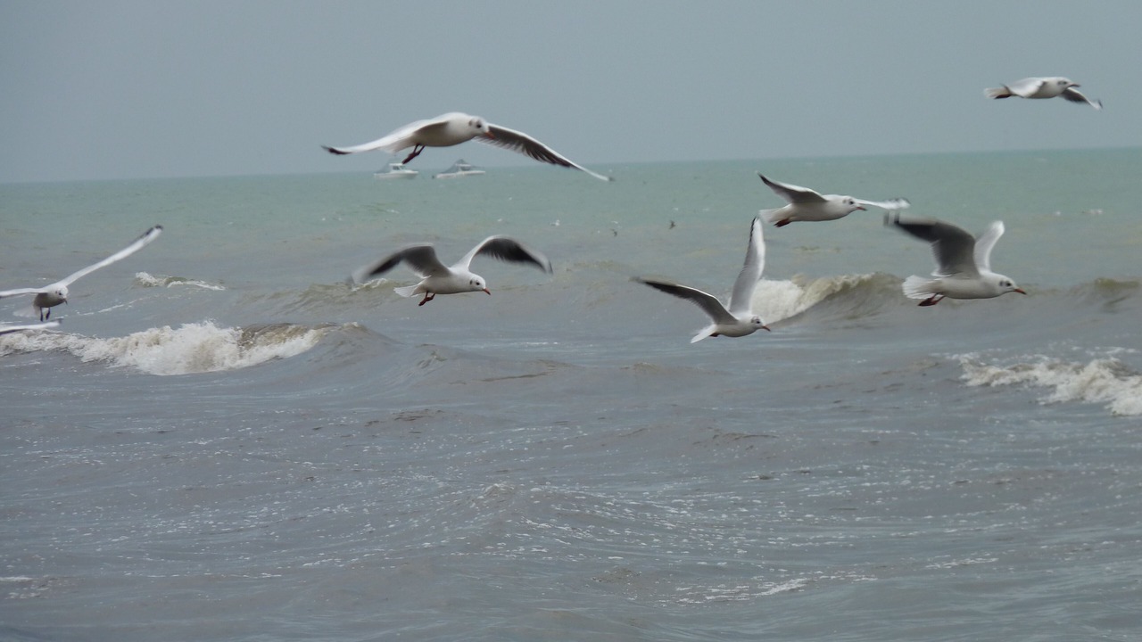 Photo of Others in Luc-sur-Mer
