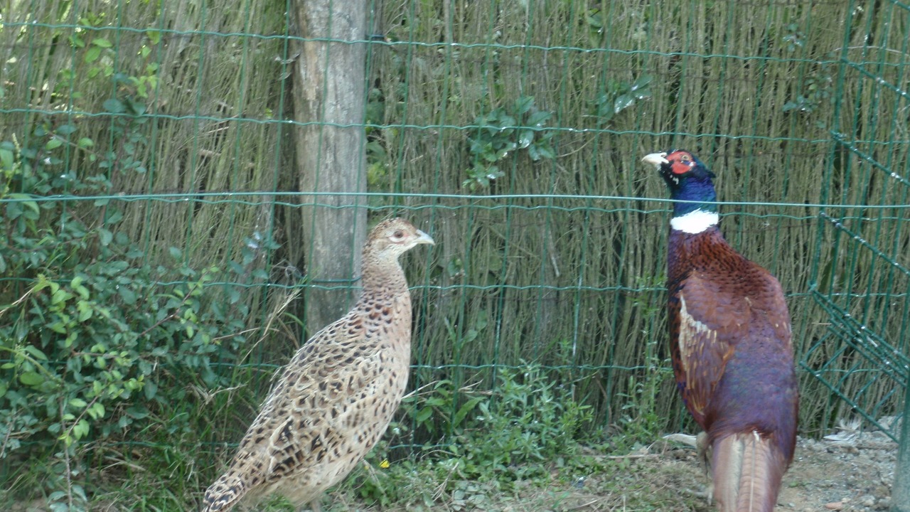 Photo of Outdoor in Les Herbiers
