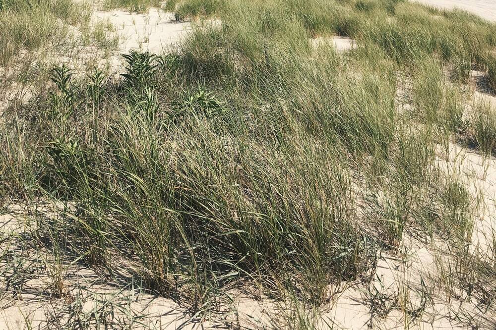 Photo of Others in Cape May Point