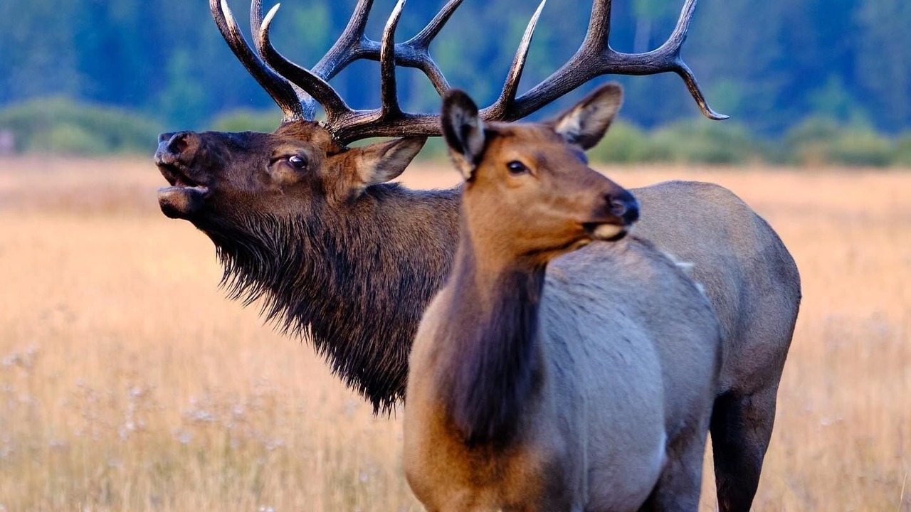 Photo of Others in Estes Park
