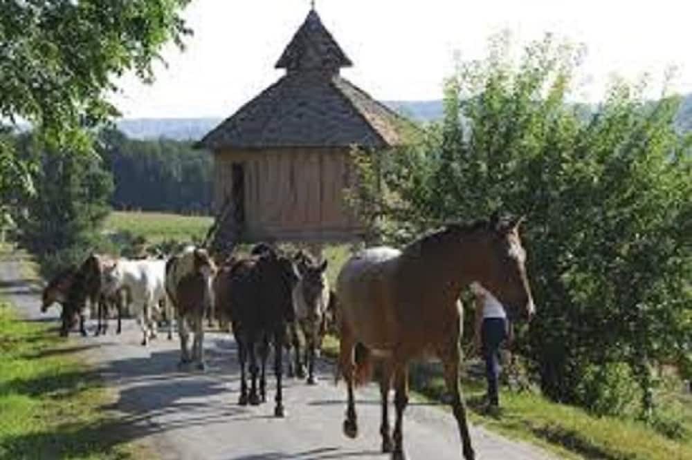 Photo of Outdoor in Lauzerte
