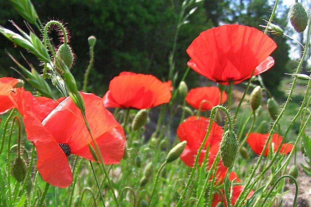 Photo of Outdoor in Auriac de Bourzac