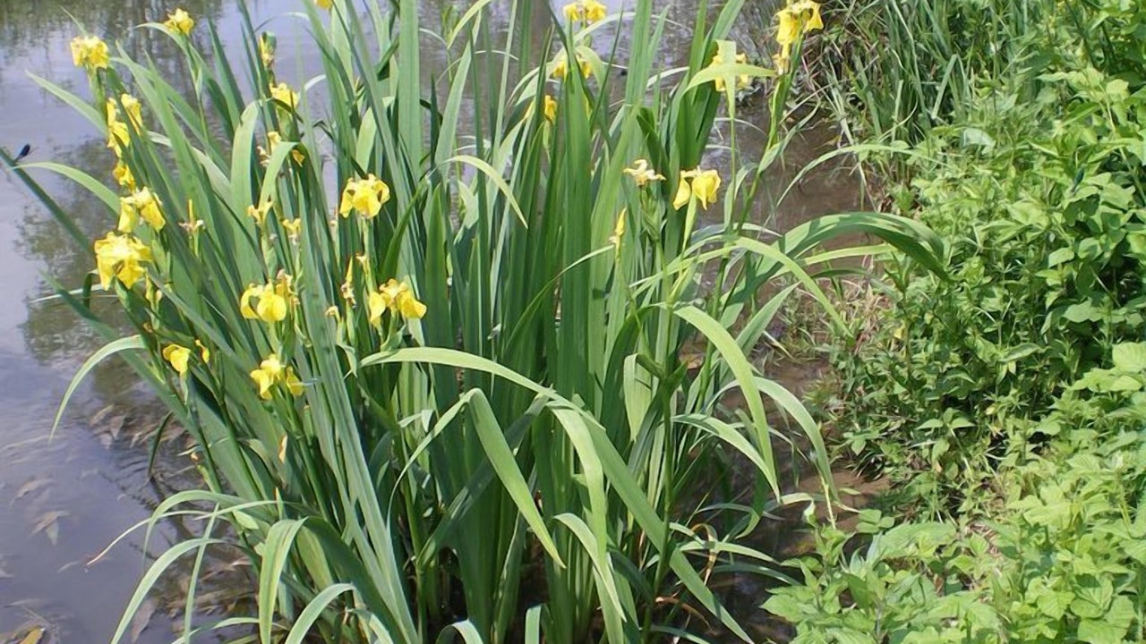 Photo of Outdoor in Auriac de Bourzac