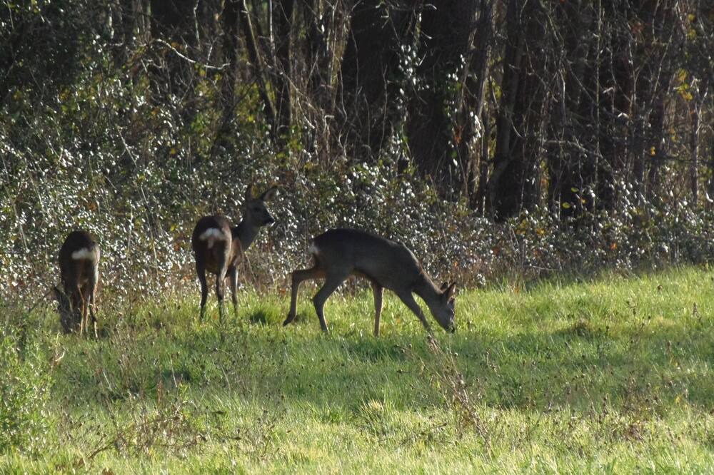 Photo of Outdoor in Loire-Authion