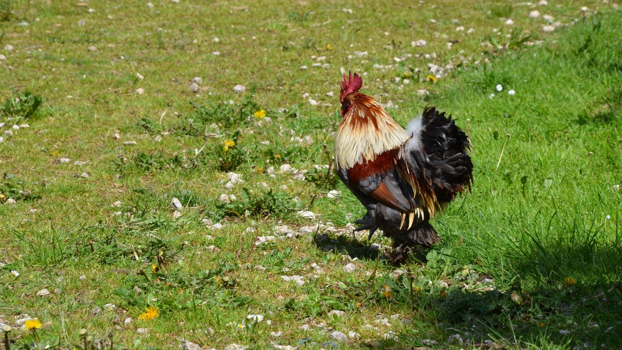 Photo of Outdoor in Saint-Laurent-en-Grandvaux