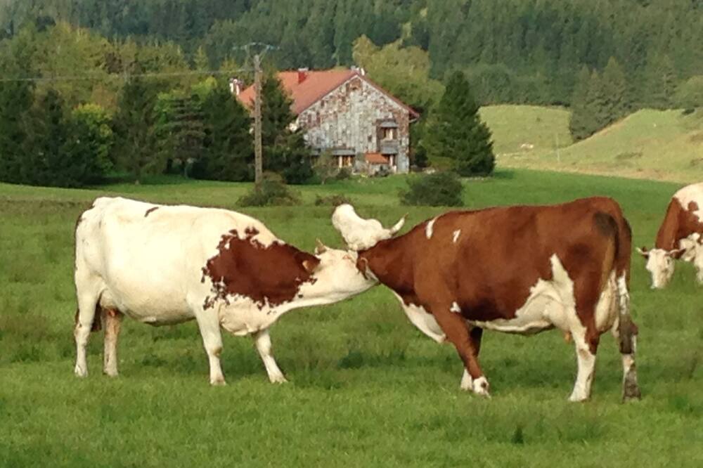 Photo of Outdoor in Clairvaux-les-Lacs