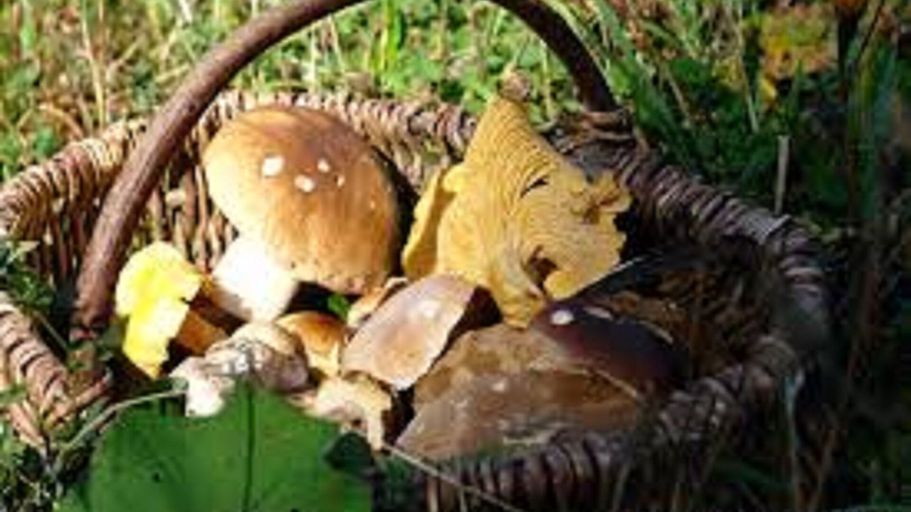Photo of Outdoor in Puisserguier