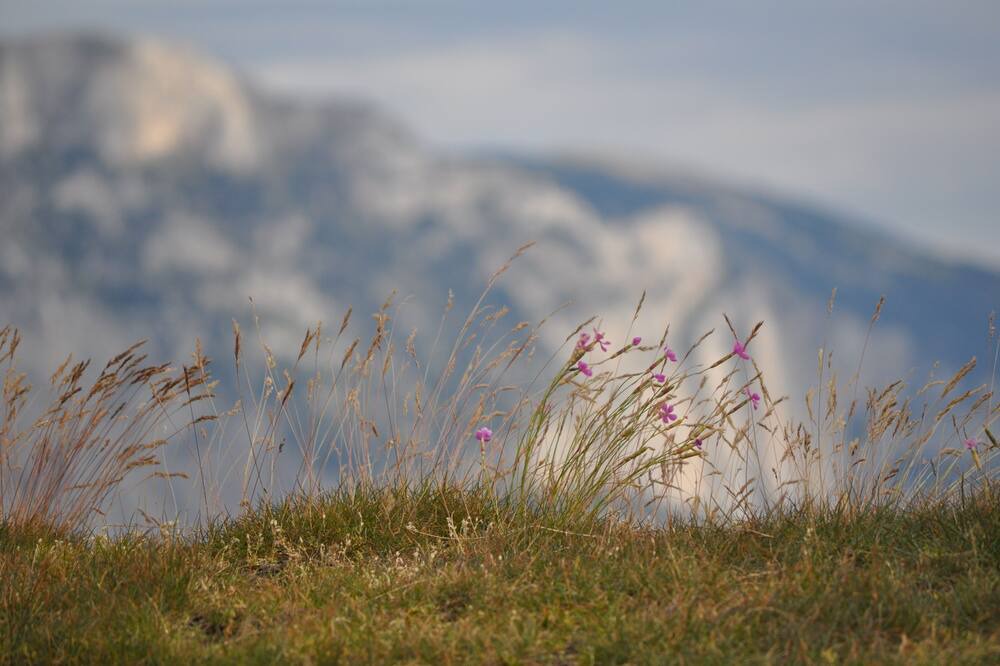 Photo of Others in Col de Rousset