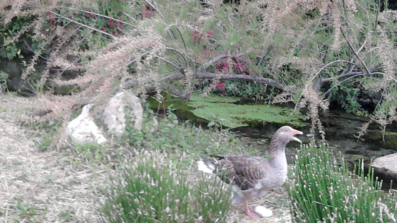 Photo of Outdoor in Goudargues