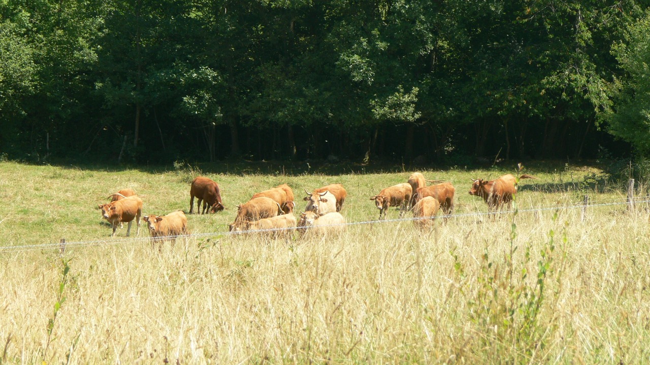 Photo of Outdoor in Rivel