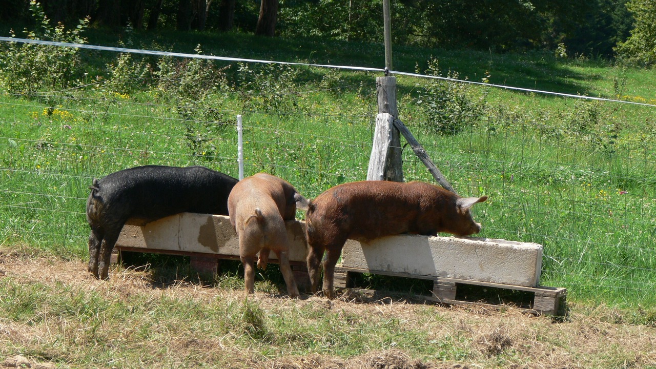 Photo of Outdoor in Rivel