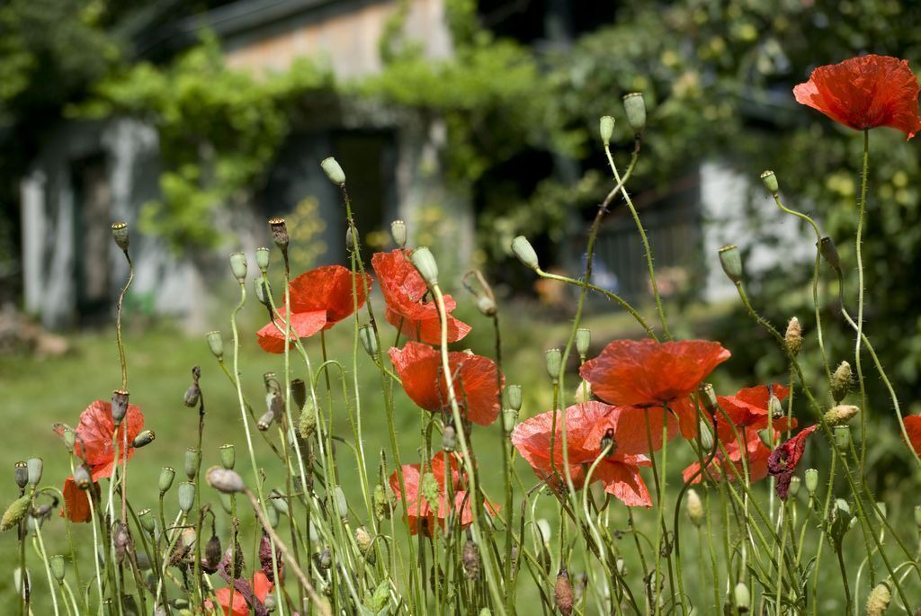Photo of Outdoor in Bedeilhac-et-Aynat