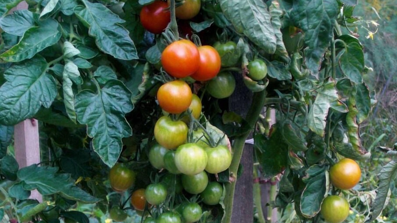 Photo of Others in Dieulefit