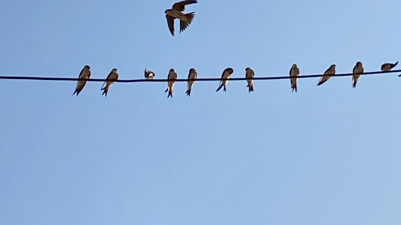 Photo of Others in Rivesaltes