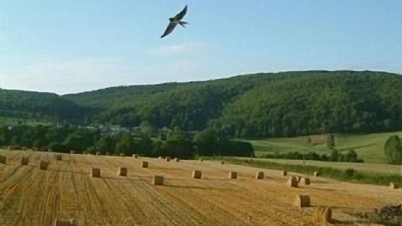 Photo of Others in Culey-le-Patry