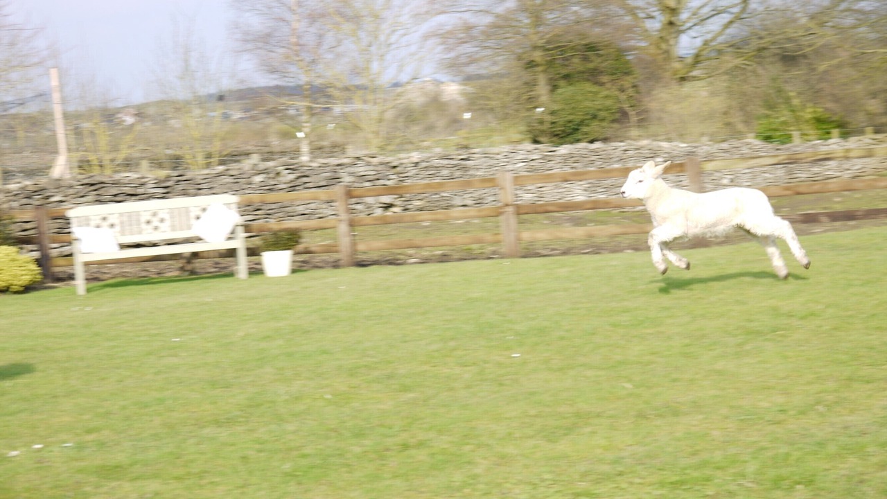 Photo of Others in Levisham