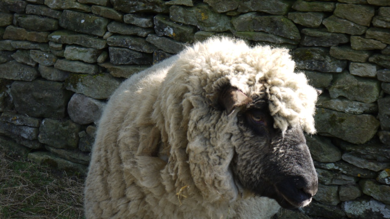 Photo of Outdoor in Levisham