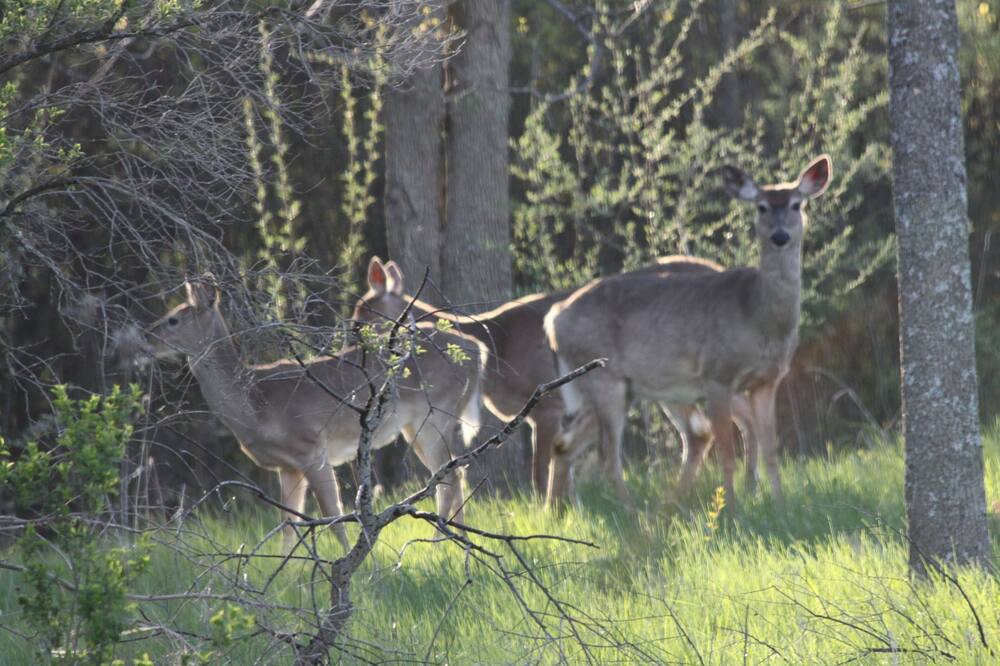 Photo of Outdoor in Gladwin