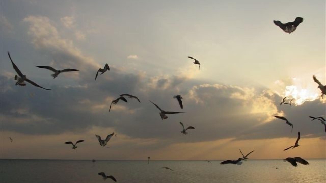 Photo of Others in Pine Island