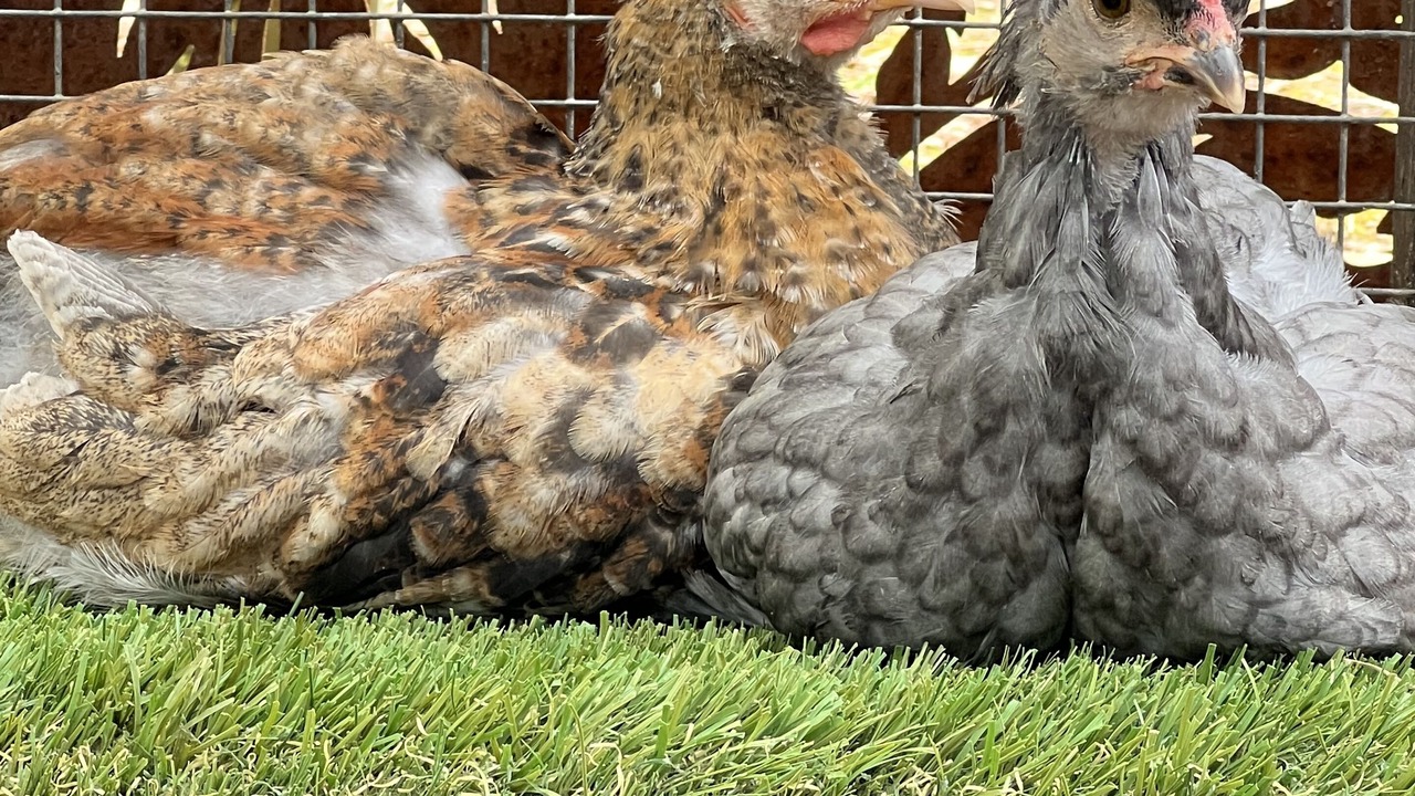 Photo of Others in Olinda