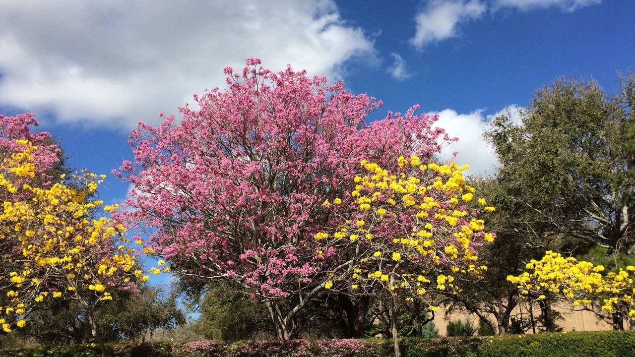 Photo of Outdoor in Indian Rocks Beach