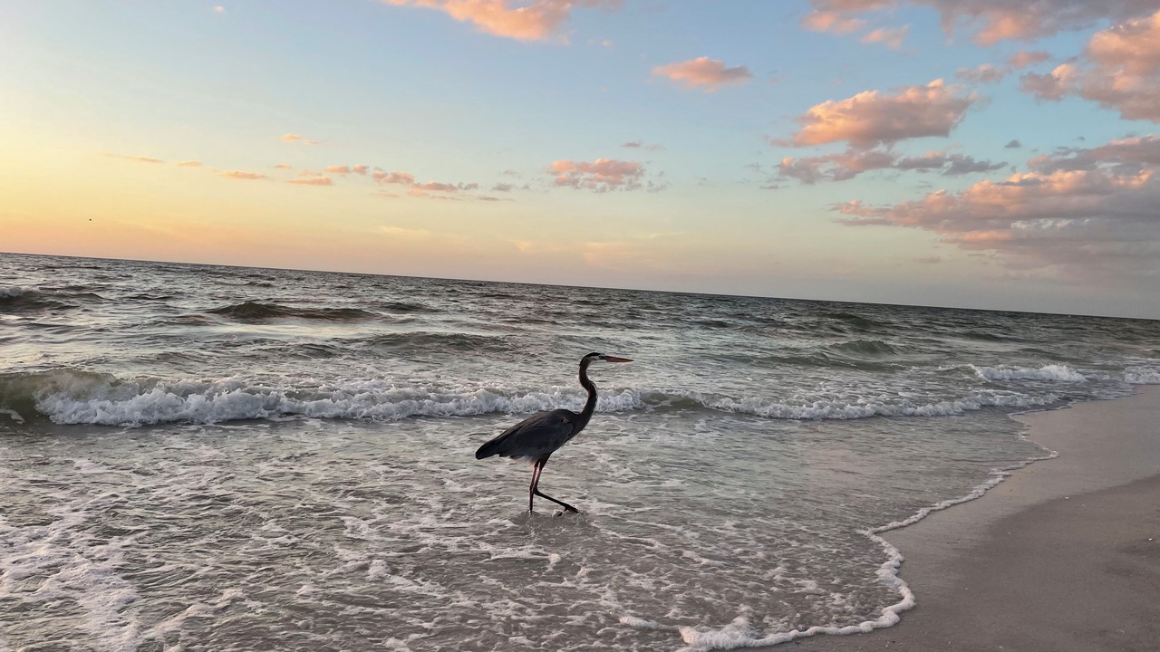 Photo of Others in Indian Rocks Beach