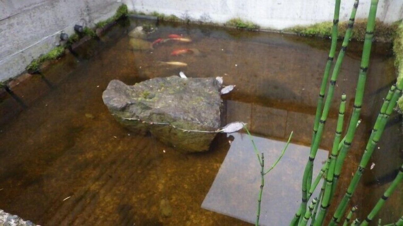 Photo of Outdoor in Adelma Beach