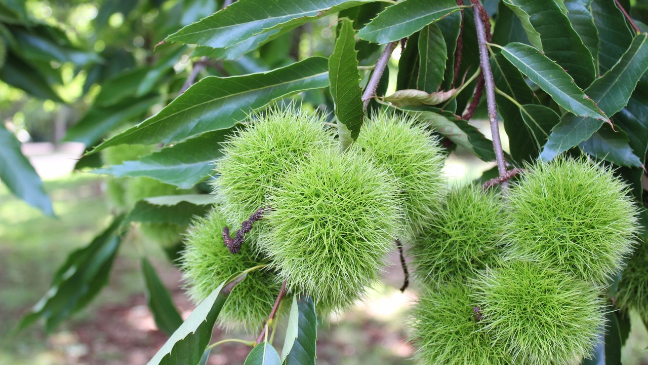 Photo of Outdoor in Wandiligong
